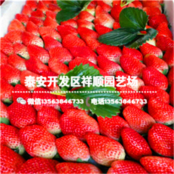 上海金山妙香草莓苗多少錢