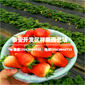 寧夏法蘭地草莓苗批發(fā)、寧夏法蘭地草莓苗價格多少