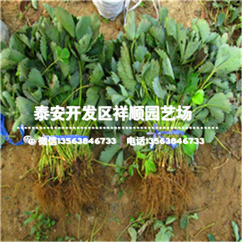 河北秦皇島法蘭地草莓苗近期報(bào)價(jià)