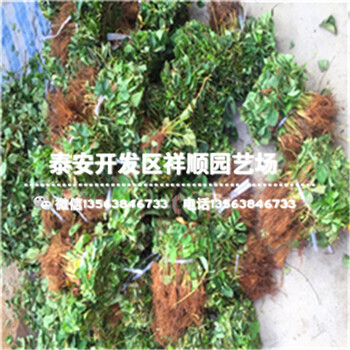 上海奶油草莓苗一棵多少錢、上海奶油草莓苗新報(bào)價(jià)