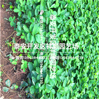 2018年甜寶草莓苗、甜寶草莓苗批發(fā)基地