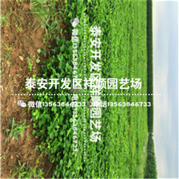 甜查理草莓苗價格多少、甜查理草莓苗銷售價格