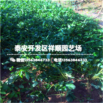 豐香草莓苗價格、豐香草莓苗品種介紹