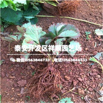 山西紅顏草莓苗批發(fā)基地、山西紅顏草莓苗基地在哪