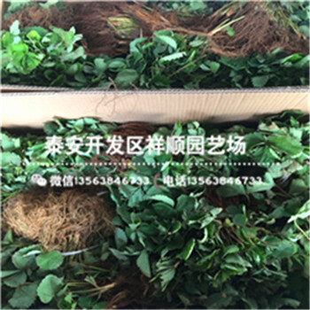 重慶豐都章姬草莓苗基地才賣多少錢