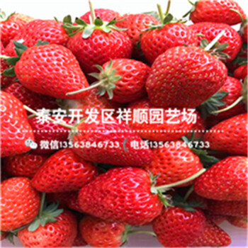 貴州黔南甜查理草莓苗賣什么價(jià)