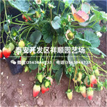 重庆章姬草莓苗出售基地、重庆章姬草莓苗这里卖图片0
