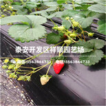 重庆章姬草莓苗出售基地、重庆章姬草莓苗这里卖图片2