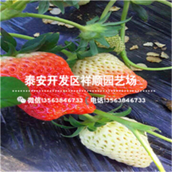 四川乐山红颜草莓苗卖什么价