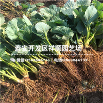 上海甜寶草莓苗批發(fā)什么價格、上海甜寶草莓苗價格多少