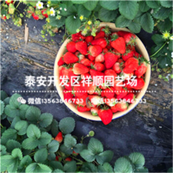 上海盧灣豐香草莓苗多少錢一棵