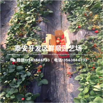 黑龙江大庆暖棚草莓苗在哪里有