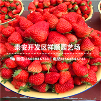廣西崇左牛奶草莓苗近處哪里有