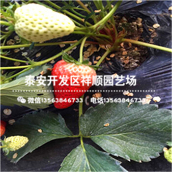 湖南紅顏草莓苗批發(fā)、湖南紅顏草莓苗批發(fā)價(jià)格多少