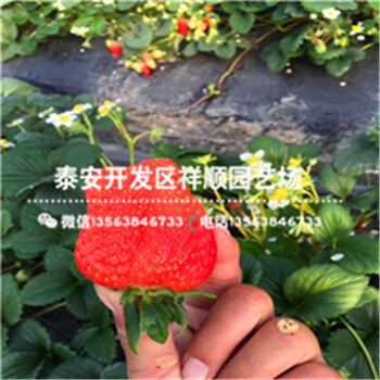 四川自貢陸地培育草莓苗批發(fā)價(jià)格多少