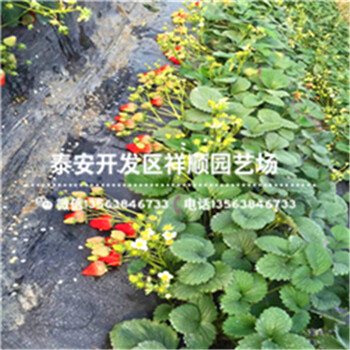 天津北辰溫室草莓苗多少錢一棵
