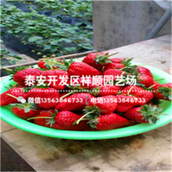 天津红颜草莓苗大型基地、天津红颜草莓苗基地在哪