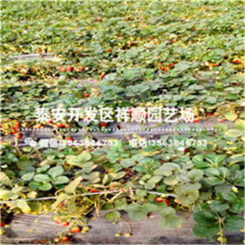 江苏甜宝草莓苗批发多少钱、江苏甜宝草莓苗基地卖多少钱