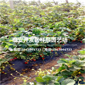 全草莓苗多少錢一棵、全草莓苗哪家好
