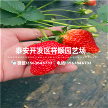 安徽奶油草莓苗基地、安徽奶油草莓苗賣(mài)多少錢(qián)