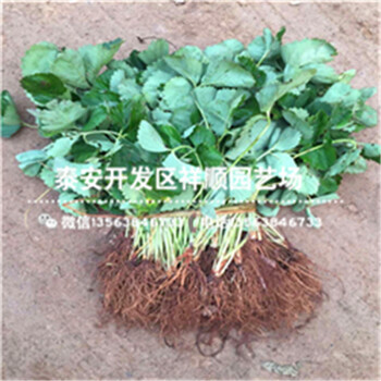 廣東河源甜查理草莓苗批發(fā)多少錢