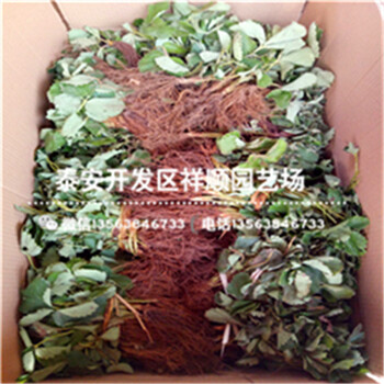 供應(yīng)法蘭地草莓苗、法蘭地草莓苗附近哪里有