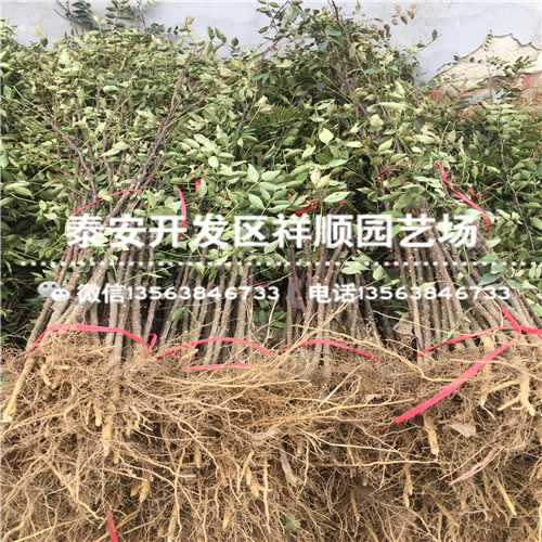 附近哪里有1年的大红袍花椒苗批发什么价格