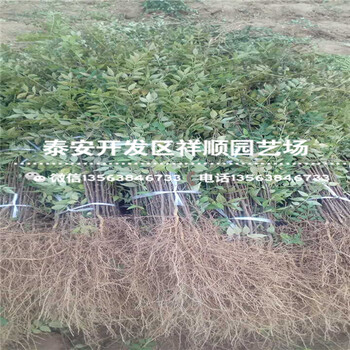 附近哪里有矮化麻辣川椒附近这边的基地