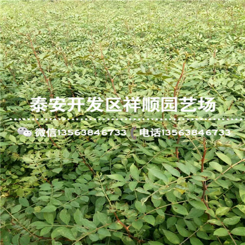 花椒苗批发什么价格、花椒苗育苗基地