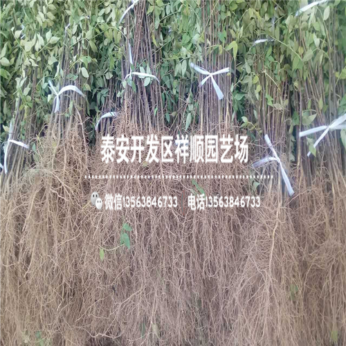 哪里有卖露天无刺花椒苗一棵多少钱