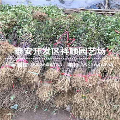 青花椒苗出售基地、青花椒苗批发基地