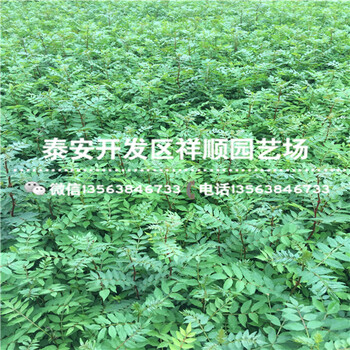 山東2年的花椒樹苗育苗基地