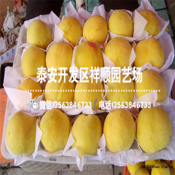 2018年露天中油18號多少錢一棵