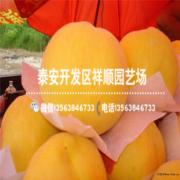 現(xiàn)在1年的中油21號出售基地