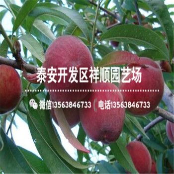 附近哪里有矮化中油12號(hào)什么價(jià)格