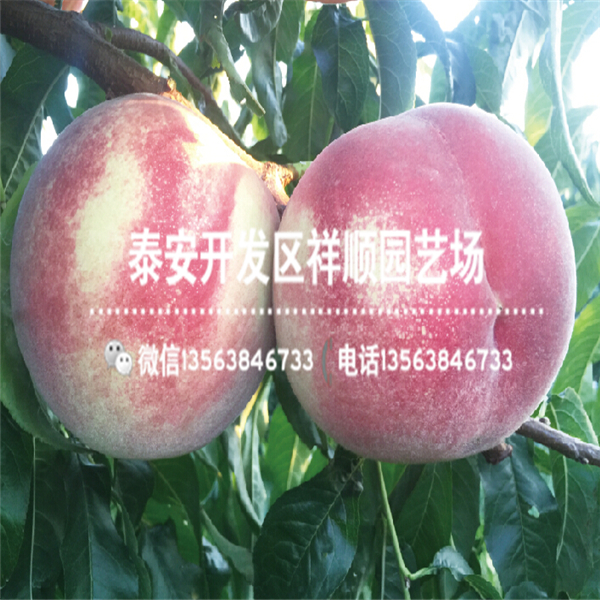 附近哪里有桃樹實(shí)生苗一棵多少錢