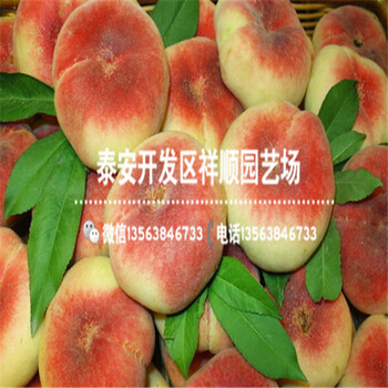 附近哪里有1年的中油4號價格多少