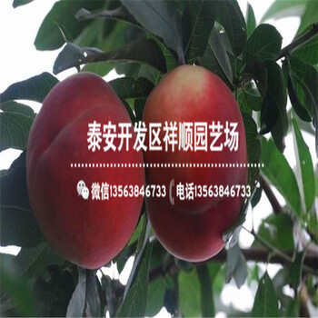 山東當年結(jié)果中油20號批發(fā)價格多少