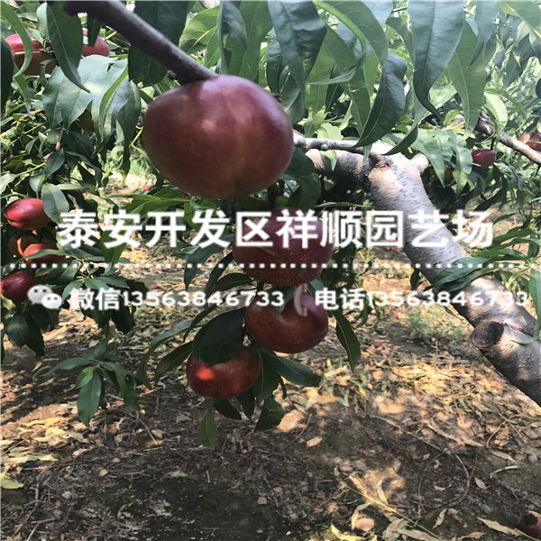 今年露天中油21號出售基地