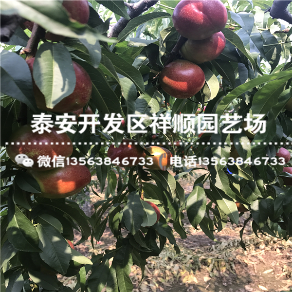現(xiàn)在大棚中油12號(hào)批發(fā)多少錢