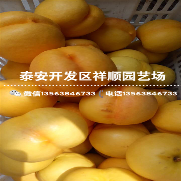 山東2公分的中油4號(hào)報(bào)價(jià)