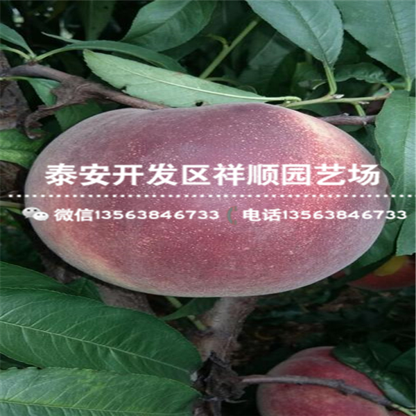 2018年露天中油18號(hào)基地賣多少錢