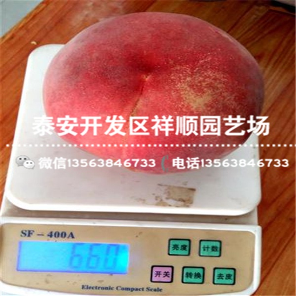 2018年1公分中油4號(hào)出售基地