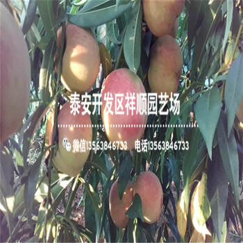 山東露天中油5號賣多少錢