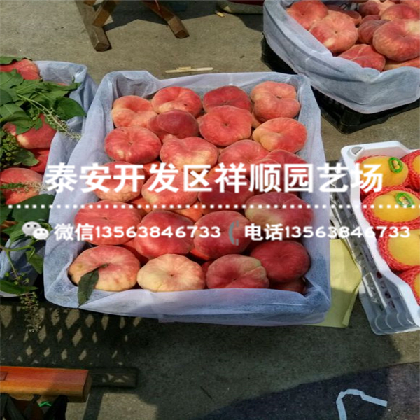2018年大棚油蟠桃一棵多少錢