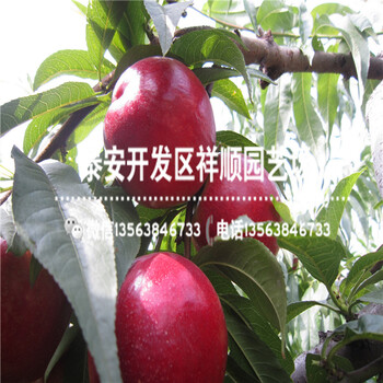 哪里有賣大棚中油12號新報價