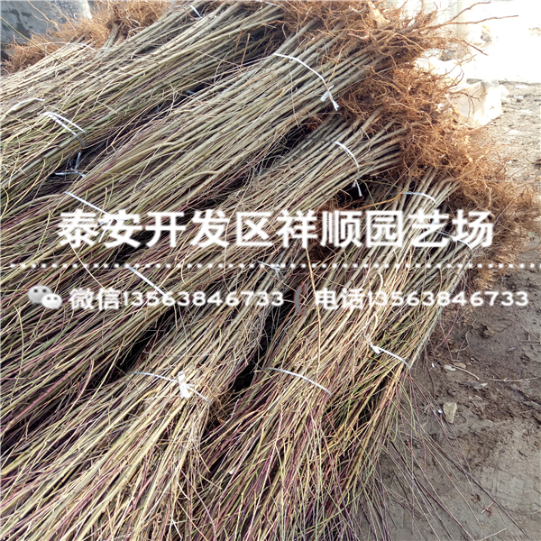 2018年1年的桃樹原生苗基地