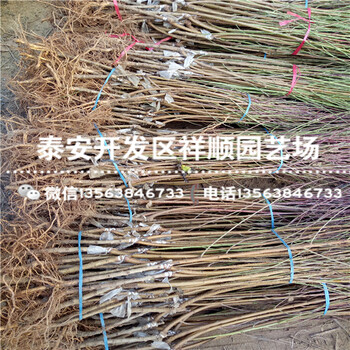 現(xiàn)在1公分黃金油蟠桃基地賣多少錢