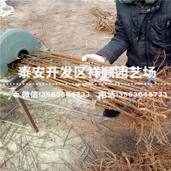 2018年露天桃樹實(shí)生苗出售基地