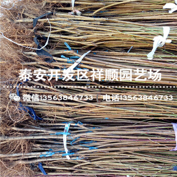 哪里有賣2年的中油8號一棵多少錢